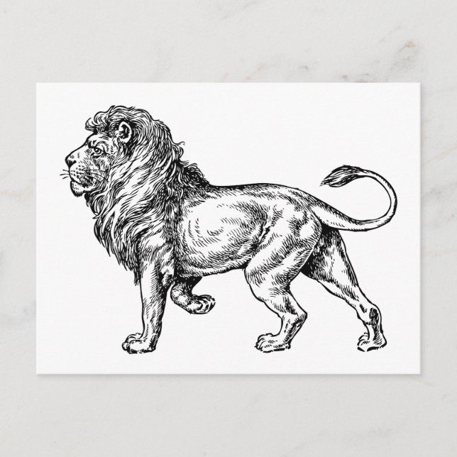 Carte Postale Puissante croquis Lion (Devant)