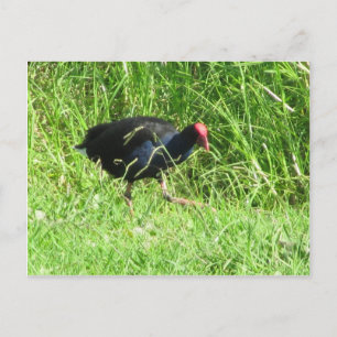 Carte Postale Pukeko