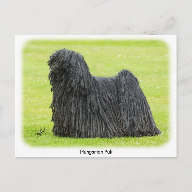 Carte Postale Puli 9R71D-101 hongrois (Devant)