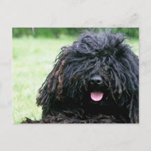 Carte Postale Puli Dog Postcard