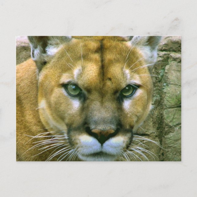 Carte Postale Puma (Devant)