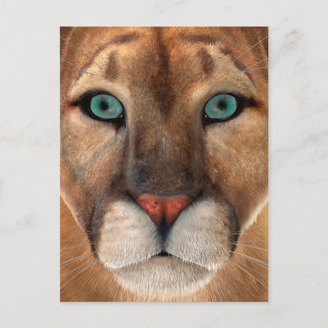 Carte Postale Puma (Devant)