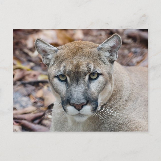 Carte Postale Puma, cougar, panthère de Floride, Puma (Devant)