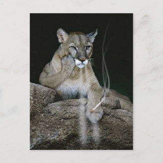 Carte Postale Puma fumeur