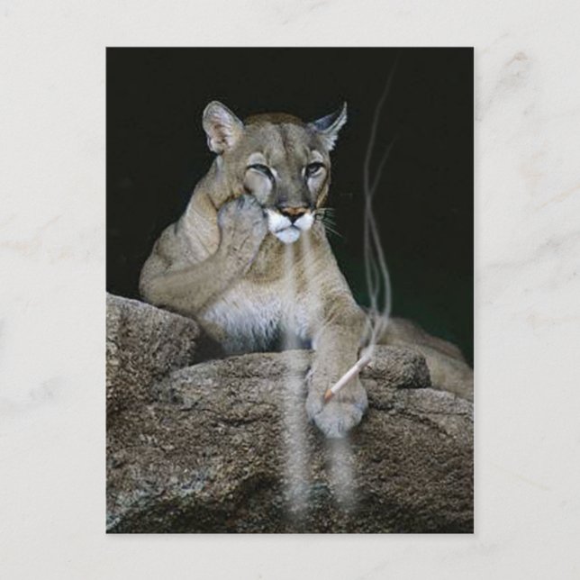 Carte Postale Puma fumeur (Devant)