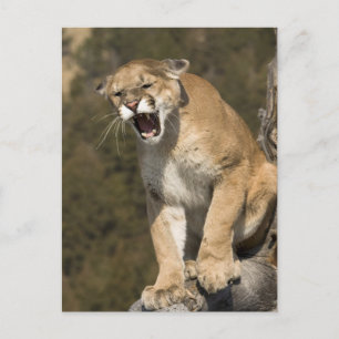 Carte Postale Puma ou lion de montagne, puma concolor, En captiv