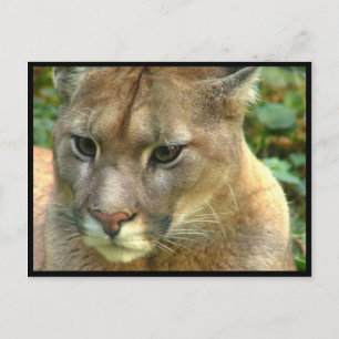 Carte Postale Puma sauvage
