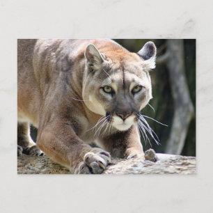 Carte Postale Puma sauvage