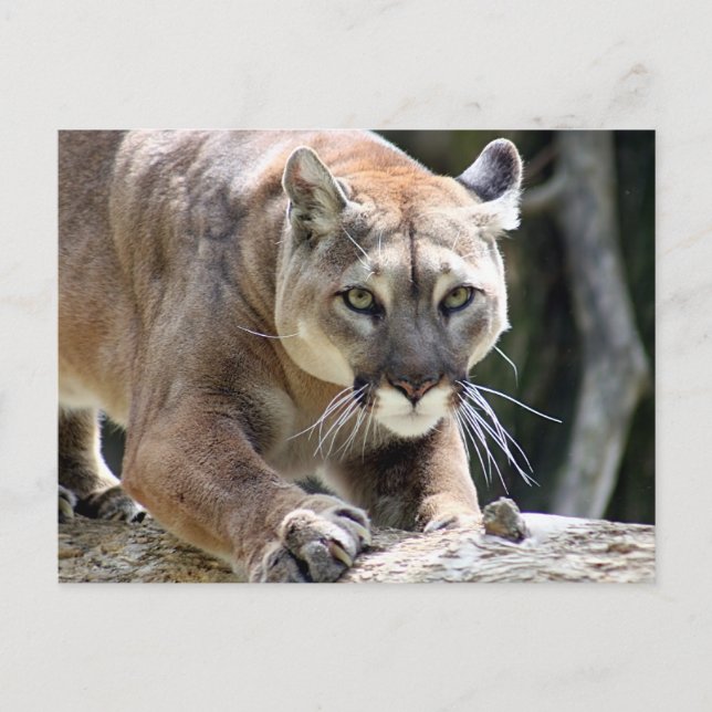 Carte Postale Puma sauvage (Devant)