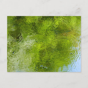 Carte Postale Punaises d'eau au Laurel Hill State Park