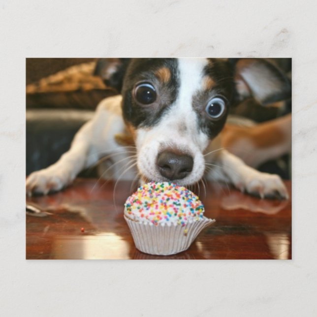 Carte Postale Pup Cake Postcard (Devant)