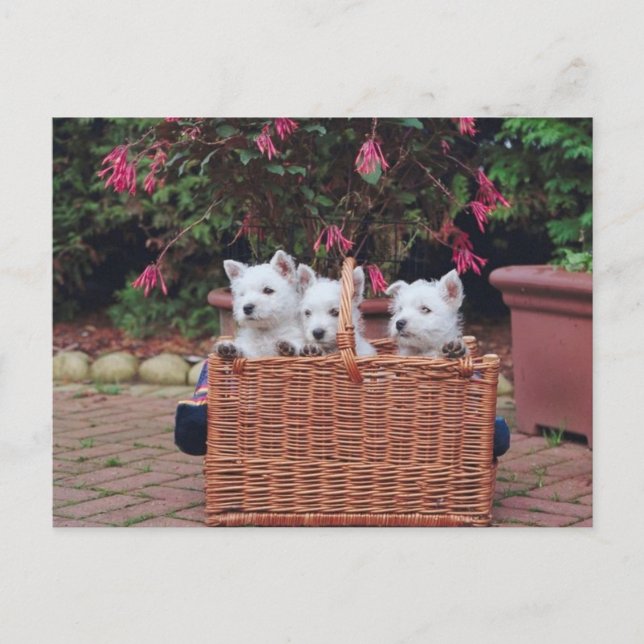 Carte Postale Puppies adorables (Devant)