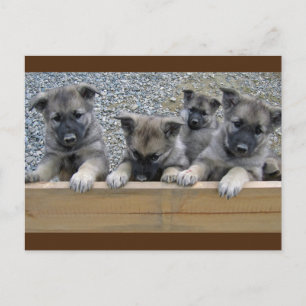 Carte Postale Puppies de Norvège