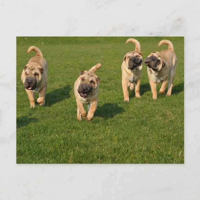 Carte Postale Puppies Shar Pei Jouer (Devant)