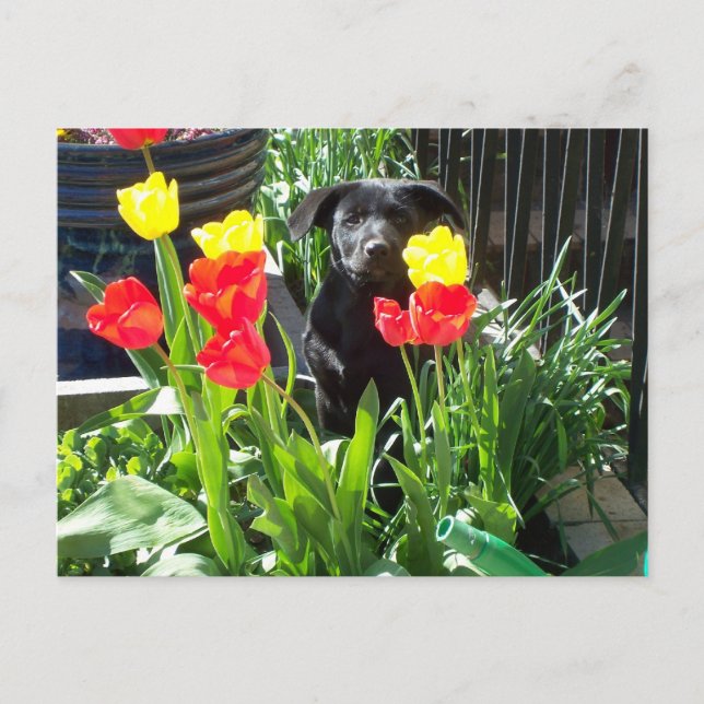 Carte Postale Puppy berger allemand noir laque (Devant)