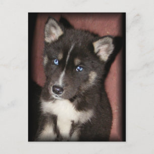 carte postale puppy_eyes