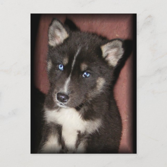 carte postale puppy_eyes (Devant)