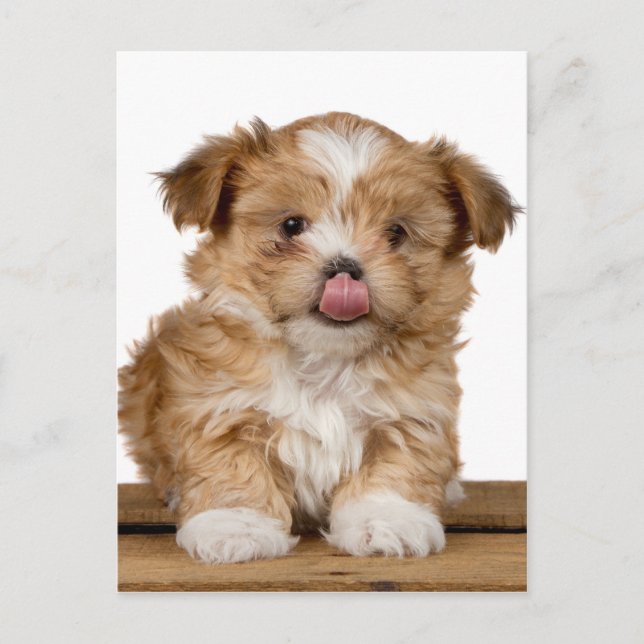 Carte Postale Puppy idiot léchant c'est le nez (Devant)
