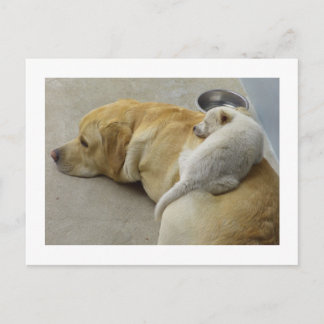 Carte Postale Puppy Love