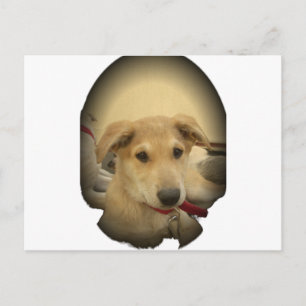 Carte Postale Puppy Love : Le meilleur ami de l'homme