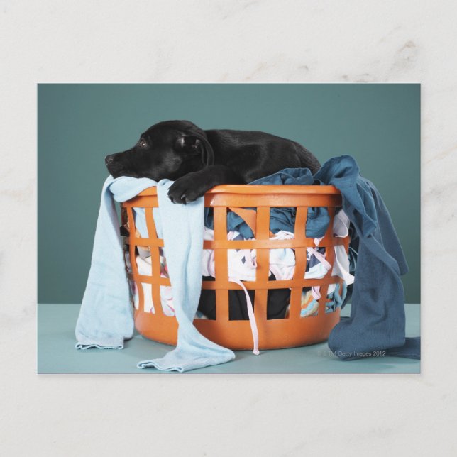 Carte Postale Puppy lying in laundry basket (Devant)