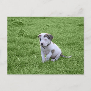 Carte Postale Puppy Pit Bull T-Bone