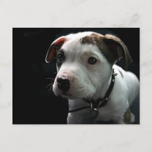 Carte Postale Puppy Pit Bull T-Bone