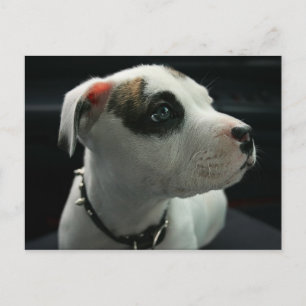 Carte Postale Puppy Pit Bull T-Bone