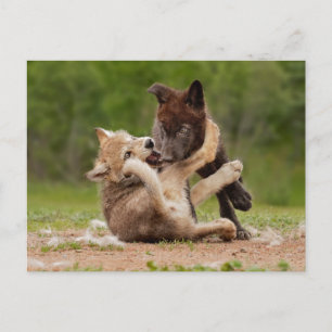 Carte Postale Pups de loup gris luttant