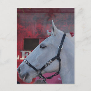 Carte Postale pur cheval blanc avec brique noire et fleurs rouge