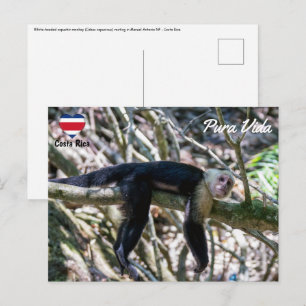 Carte Postale Pura vida pour le singe capucin à tête blanche