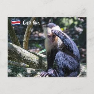 Carte Postale Pura vida pour singe capucin à tête blanche