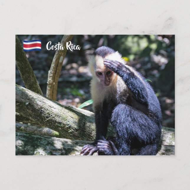 Carte Postale Pura vida pour singe capucin à tête blanche (Devant)