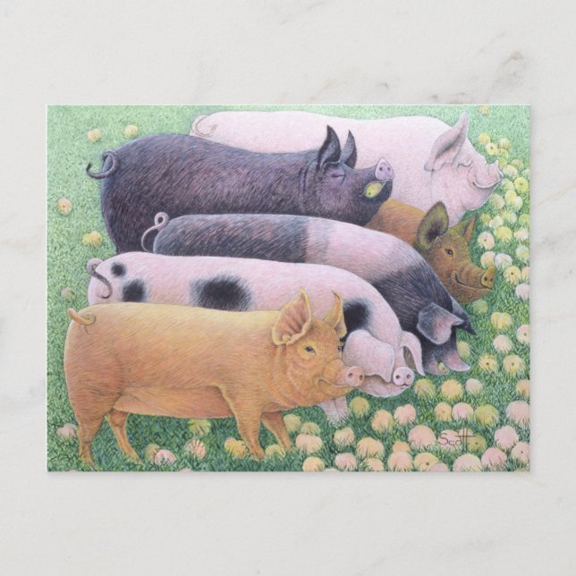 Carte Postale Pure Pleasure (Devant)