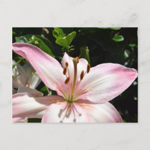 Carte postale Pure Rose Lily