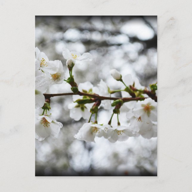 Carte Postale Pureté douce (Devant)