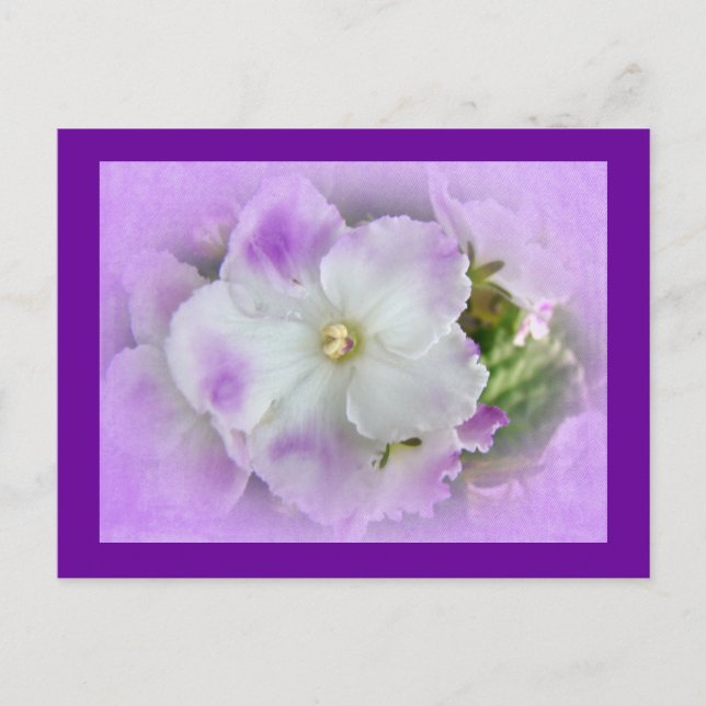 Carte Postale Purple and White Fancy African Violets (Devant)