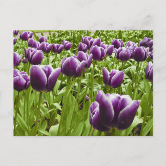 Carte Postale Purple and White Tulips