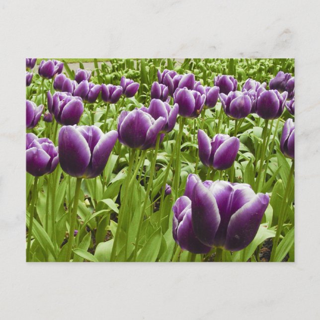 Carte Postale Purple and White Tulips (Devant)