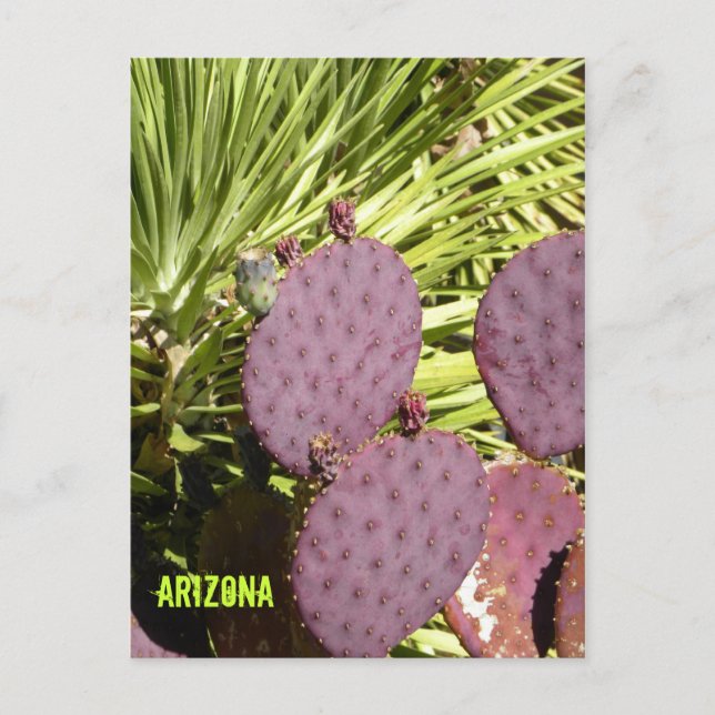 Carte Postale Purple cactus Arizona postcard (Devant)