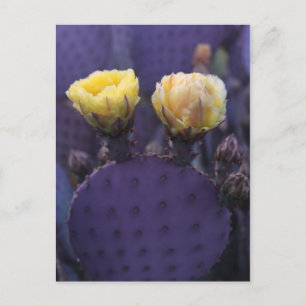 Carte Postale Purple Cactus Flowers Yellow Blooms