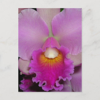 Carte Postale Purple Cattleya