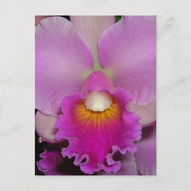 Carte Postale Purple Cattleya (Devant)