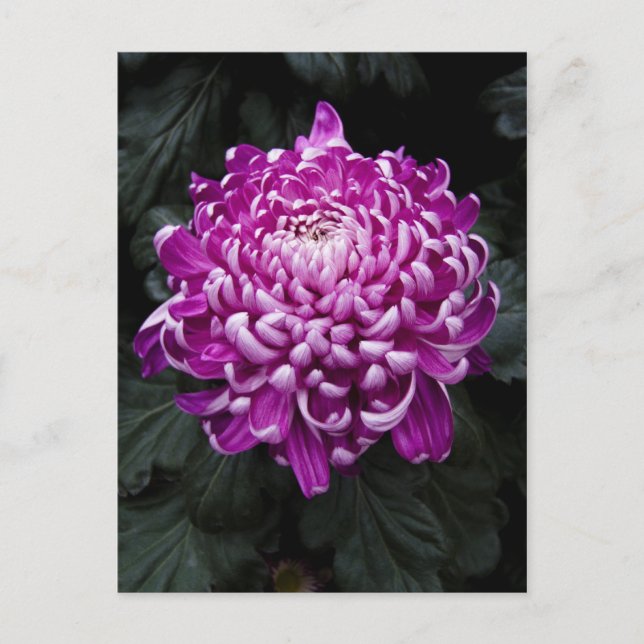 Carte postale Purple Chrysanthemum (Devant)