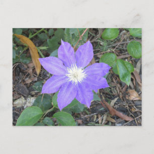 Carte postale Purple Clematis