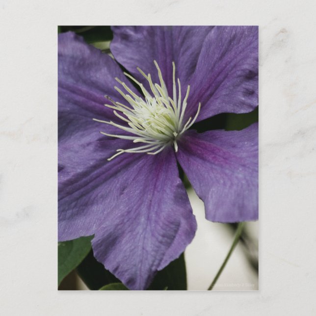 Carte postale Purple Clematis (Devant)