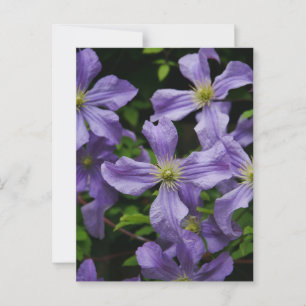 Carte Postale Purple Clematis