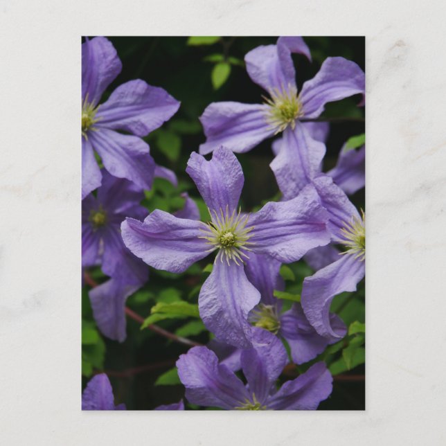 Carte Postale Purple Clematis (Devant)