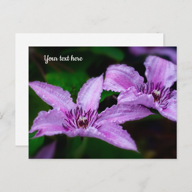 Carte postale Purple Clematis (Devant / Derrière)