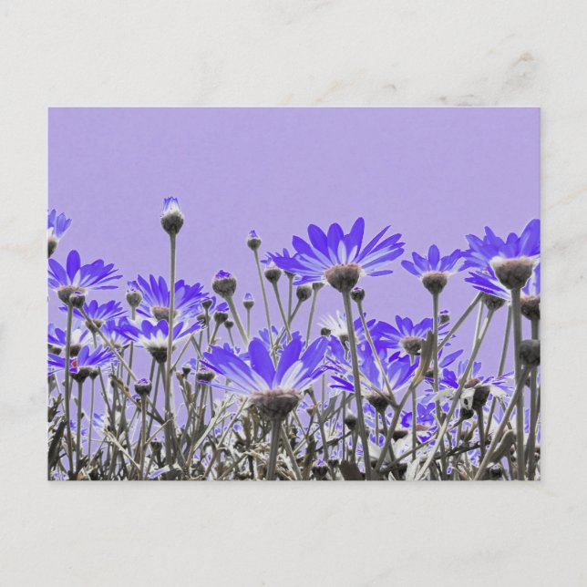 Carte Postale Purple Daisies (Devant)